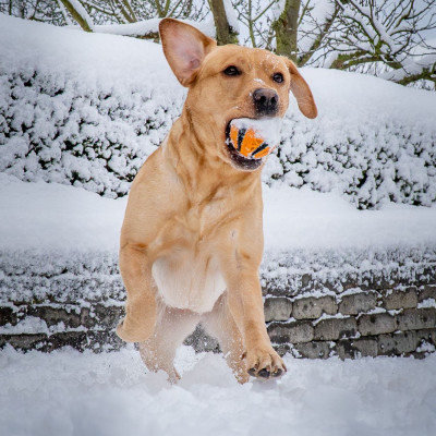 Unsere Labrador Hündin