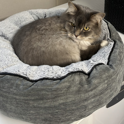 Unsere Hauskatze